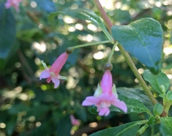 Fuchsia microphylla ssp. microphylla | Small Leaf Fuchsia | 10 Seeds