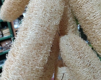 Luffa cylindrica | Sponge Gourd | 10 Seeds