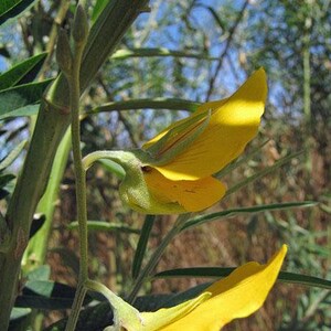 Crotalaria juncea Sunn Hemp 10 Seeds image 4