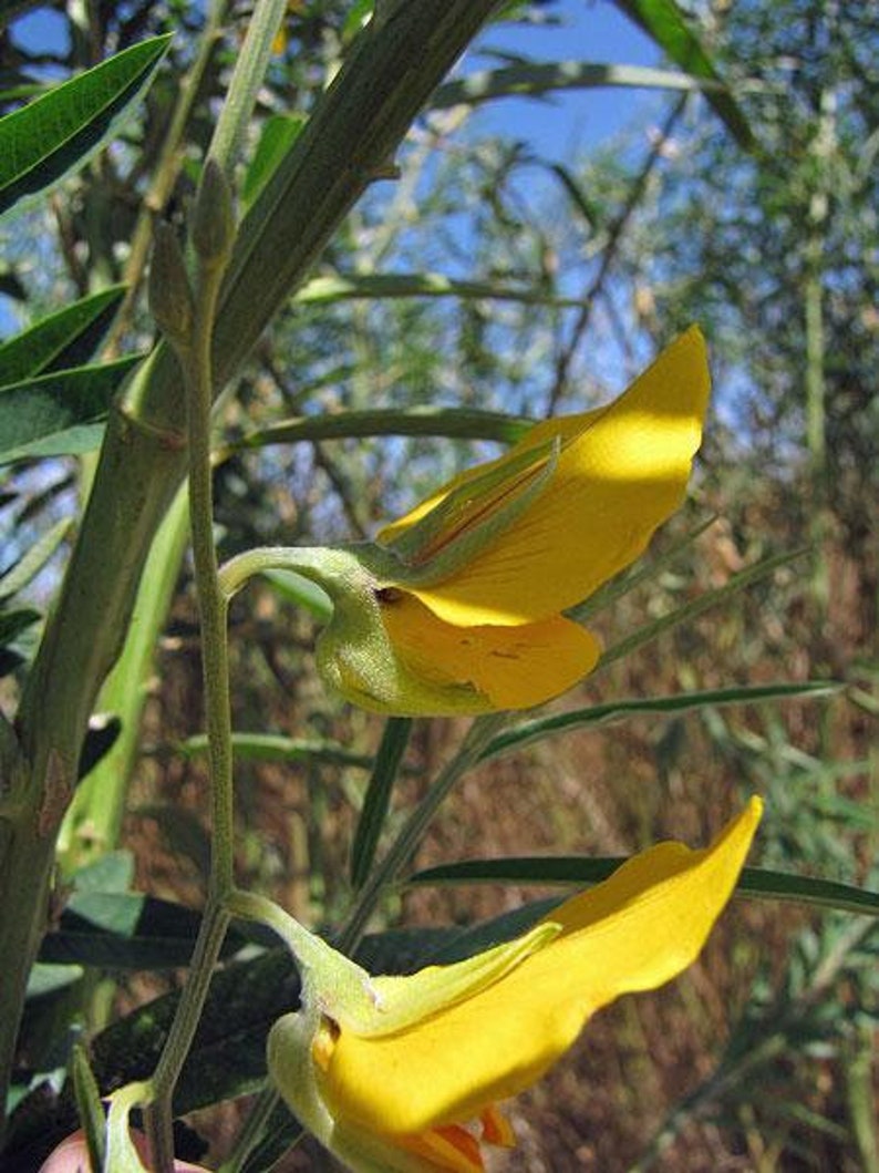 Crotalaria juncea Sunn Hemp 10 Seeds image 4