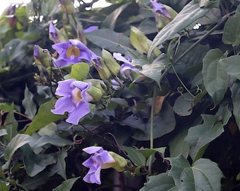 Thunbergia grandiflora | Bengal Clockvine | 5 Seeds