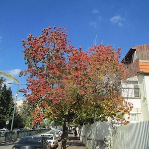 Triadica sebifera | Popcorn, Chicken or Chinese Tallow Tree | 10 Seeds