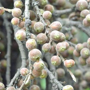 Ficus semicordata | Drooping Fig | 150 Seeds