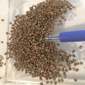 Op de afbeelding: Een close-up afbeelding van een grote hoeveelheid kleine, bruine, onregelmatig gevormde zaden. De zaden zijn verspreid over een wit oppervlak en een blauwe pen ligt op de zaden.