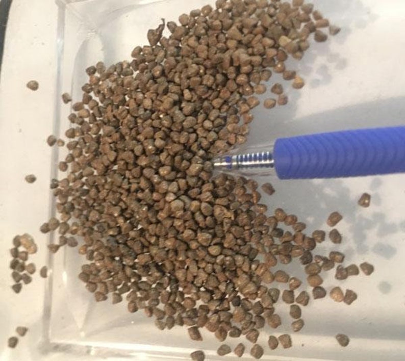 Op de afbeelding: Een close-up afbeelding van een grote hoeveelheid kleine, bruine, onregelmatig gevormde zaden. De zaden zijn verspreid over een wit oppervlak en een blauwe pen ligt op de zaden.
