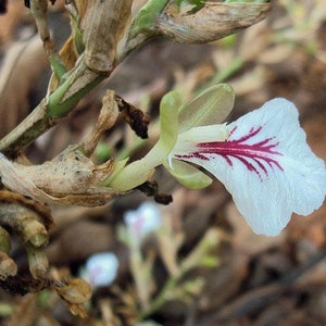 Op de afbeelding: Een witte bloem met een roze streep in het midden, die groeit op een groene stengel met bruine, gedroogde bladeren.
