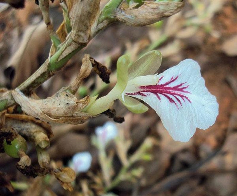 Op de afbeelding: Een witte bloem met een roze streep in het midden, die groeit op een groene stengel met bruine, gedroogde bladeren.