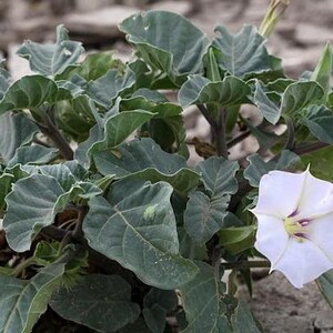 Datura discolor Moon Flower Desert Thorn-apple 30 Seeds image 4