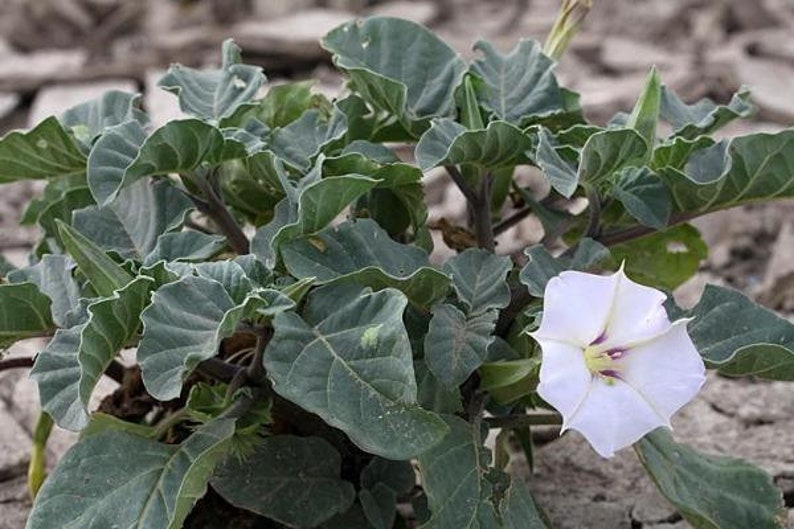 Datura discolor Moon Flower Desert Thorn-apple 30 Seeds image 4