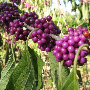 Callicarpa americana | American Beautyberry | 20 Seeds