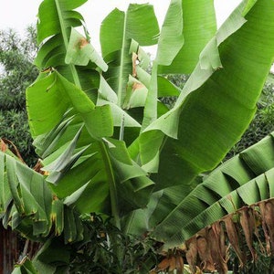 Musa sikkimensis Darjeeling | Darjeeling Banana | 10 Seeds