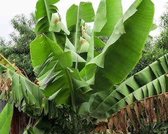 Musa sikkimensis Darjeeling | Darjeeling Banana | 10 Seeds