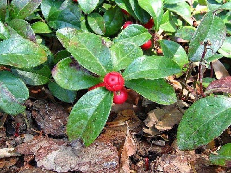 Gaultheria procumbens American Wintergreen Eastern Teaberry 50 Seeds image 2