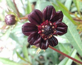 Cosmos atrosanguineus Black Magic | Chocolate Cosmos | 5 Seeds