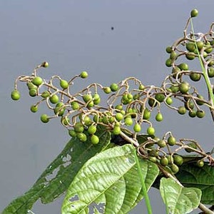 Microcos paniculata Elm-Leaf Grewia Microcos 5 Seeds image 3