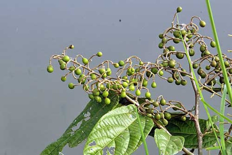 Microcos paniculata Elm-Leaf Grewia Microcos 5 Seeds image 3