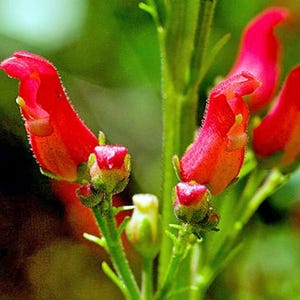 Scrophularia macrantha | Redbirds in a Tree | 20 Seeds
