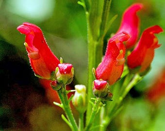 Scrophularia macrantha | Redbirds in a Tree | 20 Seeds