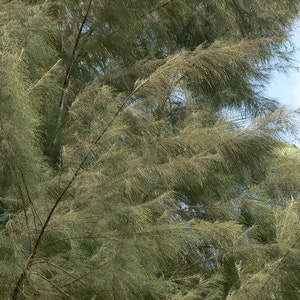 Casuarina equisetifolia subsp. incana Horsetail Casuarina 25 Seeds image 3