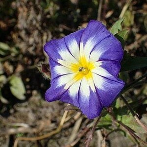 Convolvulus tricolor Dwarf Morning Glory Blue Ensign 25 Seeds image 4