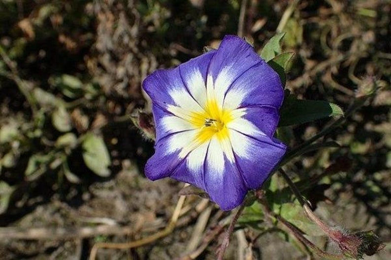 Convolvulus tricolor Dwarf Morning Glory Blue Ensign 25 Seeds image 4