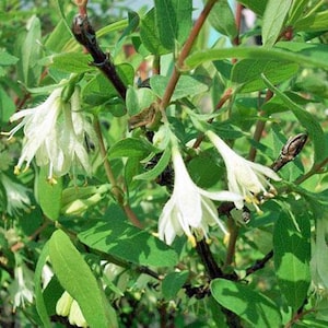 Lonicera caerulea var. edulis | Fly or Blue Honeysuckle | 10 Seeds