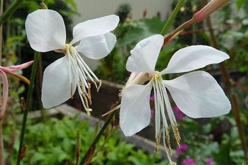 Oenothera lindheimeri | Lindheimers Beeblossom | White Gaura - Thumbnail 2