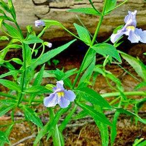 Mimulus ringens | Allegheny or Square-Stemmed Monkeyflower | 20 Seeds