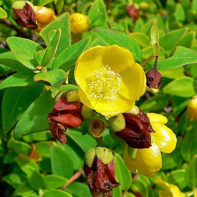 Hypericum uralum St. Johns Wort 50 Seeds image 2