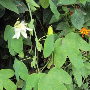 Passiflora subpeltata White Passionflower 5 Seeds image 7