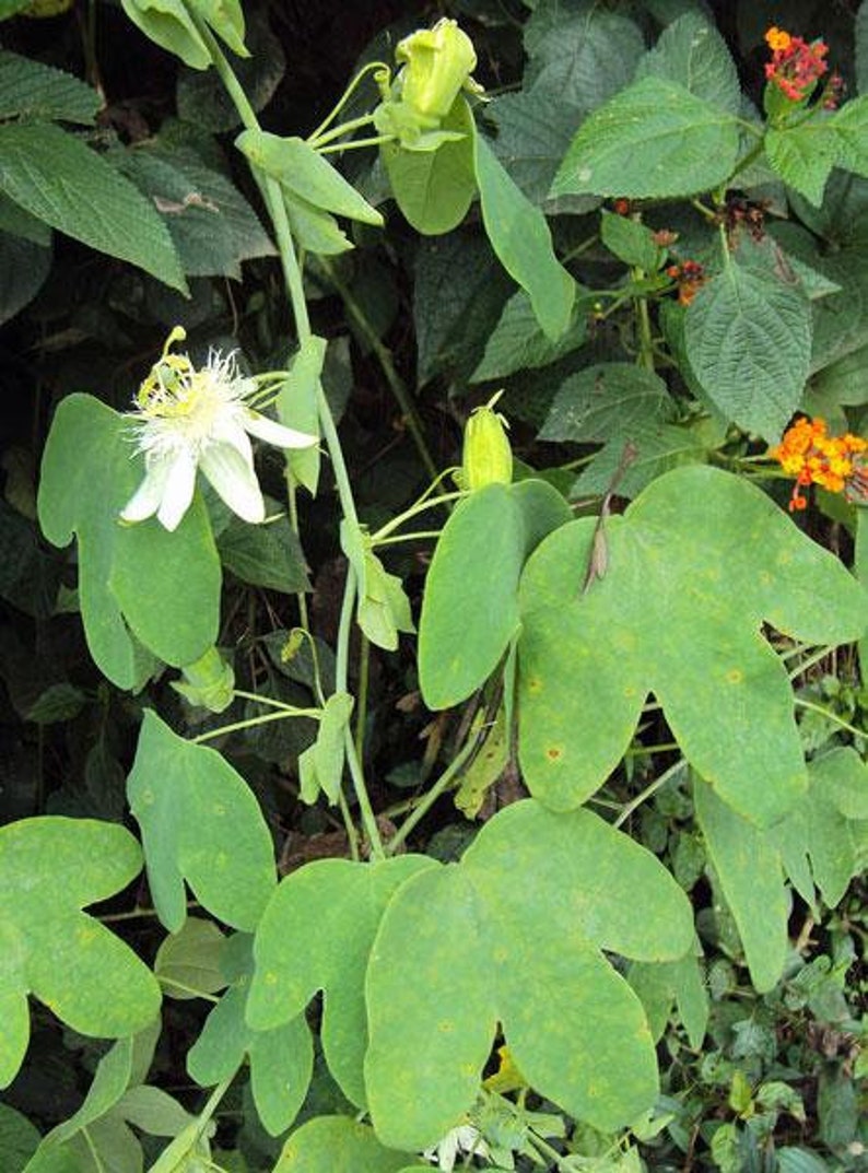Passiflora subpeltata White Passionflower 5 Seeds image 7