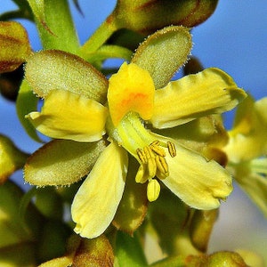 Caesalpinia bonduc Gray Nicker 5 Seeds image 6