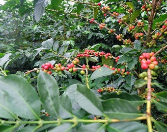 Coffea arabica | Villa Sarchi | La Luisa | Villalobos Bourbon | 10 Seeds