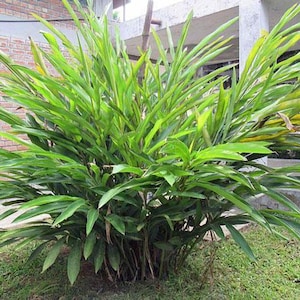 Elettaria cardamomum | Cardamom | 200 Seeds afbeelding 1