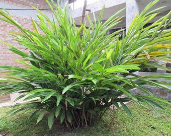 Elettaria cardamomum | Cardamom | 200 Seeds
