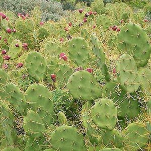 Opuntia confusa, widespread western prickly pear cactus