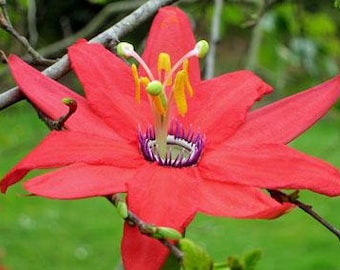 Passiflora manicata | Red Passion Vine | 10 Seeds