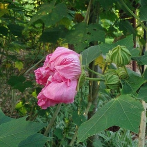 Hibiscus mutabilis Double Cotton Rose 100 Seeds image 3