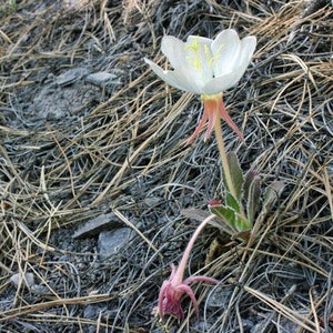 Oenothera caespitosa Fragrant, Tufted or White Evening-Primrose 10 Seeds image 7