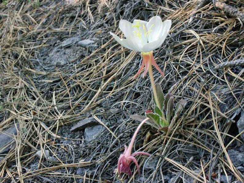 Oenothera caespitosa Fragrant, Tufted or White Evening-Primrose 10 Seeds image 7