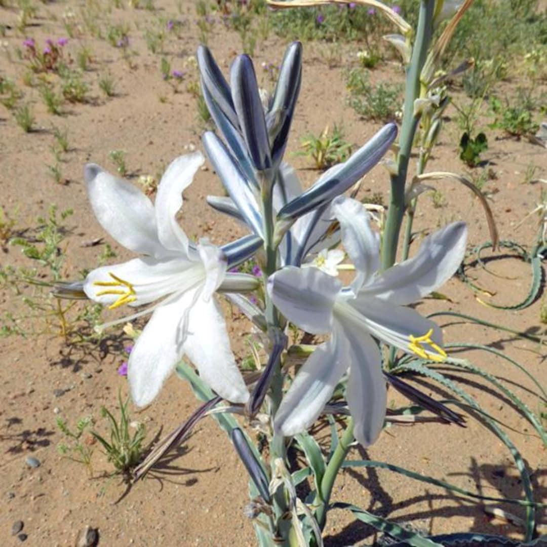 Hesperocallis Undulata | Desert Lily | 10 Seeds - Etsy