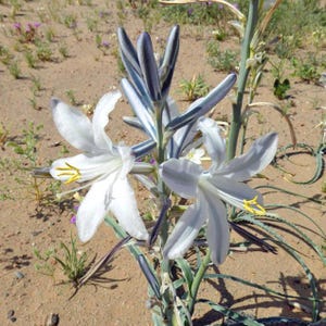 Hesperocallis undulata | Desert Lily | 10 Seeds