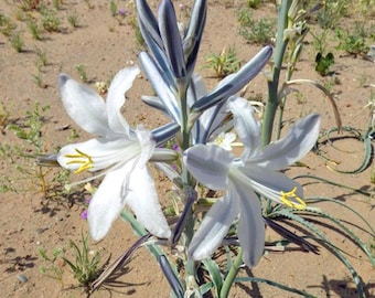 Hesperocallis undulata | Desert Lily | 10 Seeds