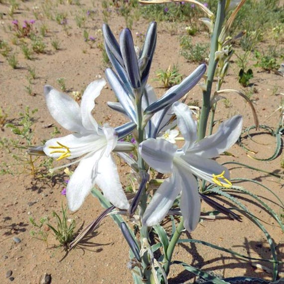 Hesperocallis Undulata | Desert Lily | 10 Seeds - Etsy