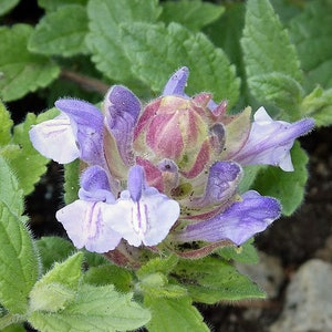 Scutellaria alpina | Alpine Skullcap | 20 Seeds