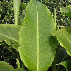 Canna tuerckheimii Giant Canna Lily 5 Seeds image 3