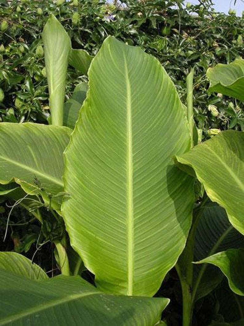 Canna tuerckheimii Giant Canna Lily 5 Seeds image 3