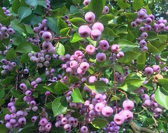Syzygium smithii | Narrow-Leaved Lilly Pilly | Monkey Apple | 10 Seeds