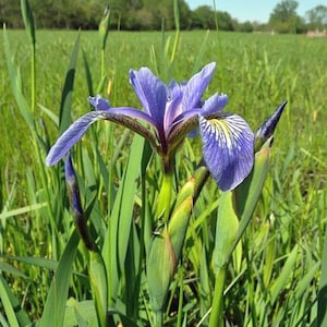 Iris versicolor | Northern Blue Flag | Liver Lily | Water Iris | 10 Seeds