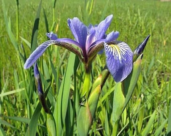 Iris versicolor | Northern Blue Flag | Liver Lily | Water Iris | 10 Seeds